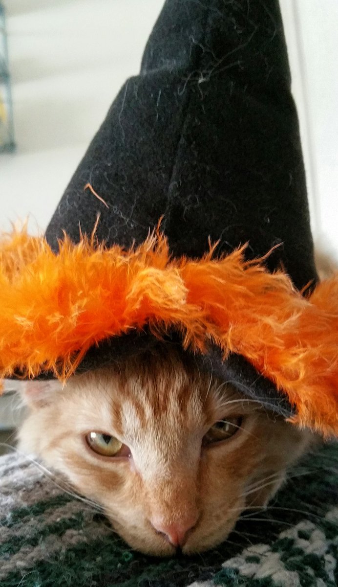 airheadjordan's tweet photo. Happy Howielloween!!! ;)  #Help #HeIsGoingToKillMe https://t.co/IlLLEPnDgN