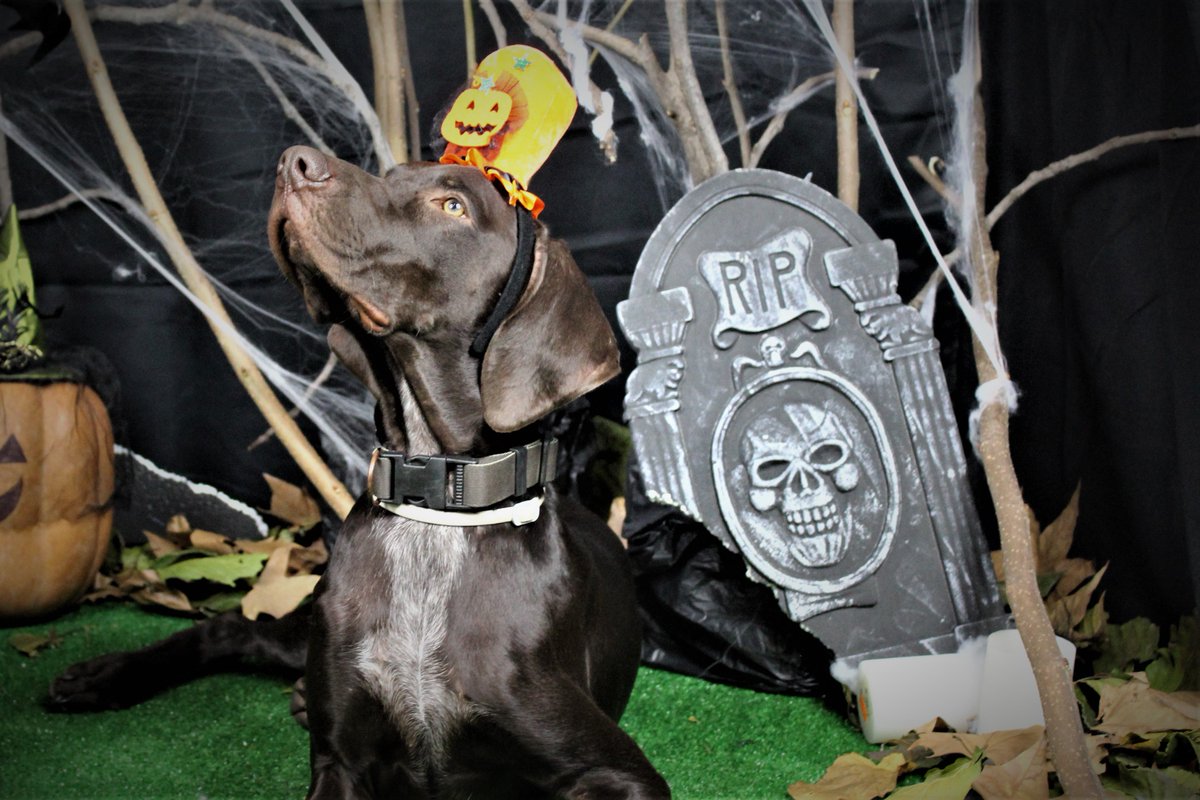 VetpointCV's tweet photo. CONCURSO HALLOWEEN #VETPOINT : PARTICIPA HOKO👻🕸️🦇 https://t.co/O0H9FBu7wI