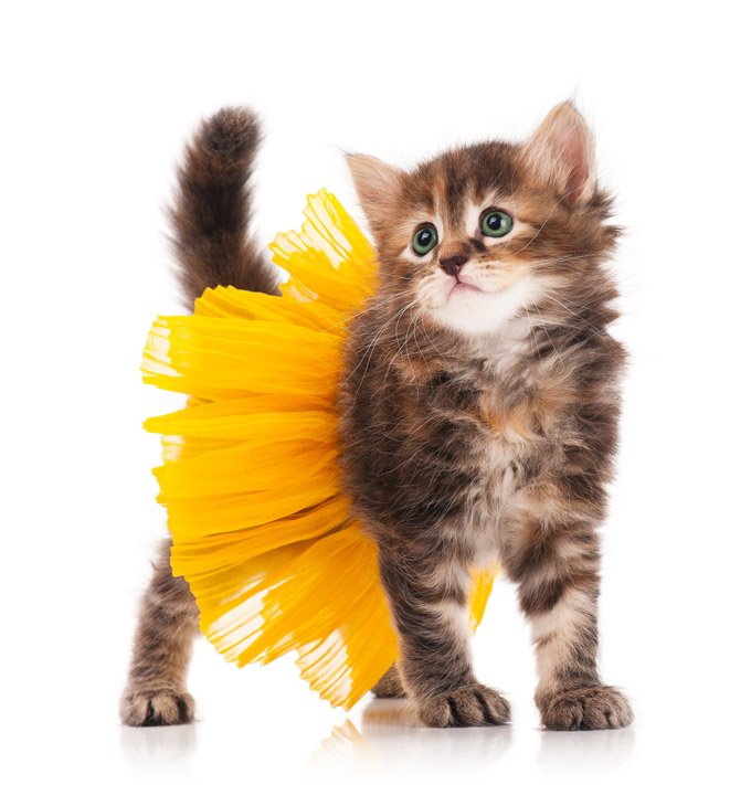 SunproSolarCA's tweet photo. This kitten is all set for a sunny Halloween! We hope you have a safe one! #SunproSolar #Halloween #Kitten https://t.co/YfB3V0GION