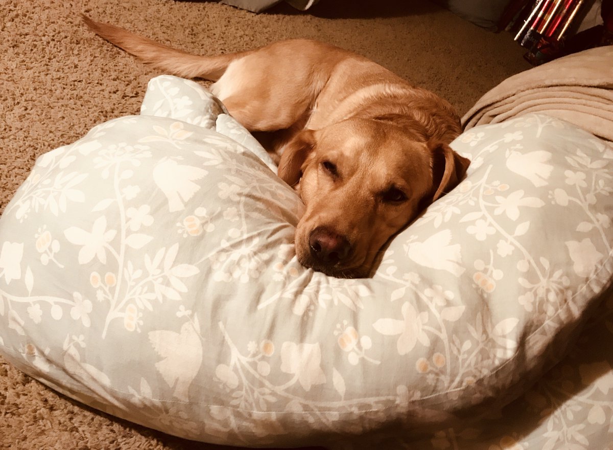 Timber is snug as a big in a rug...