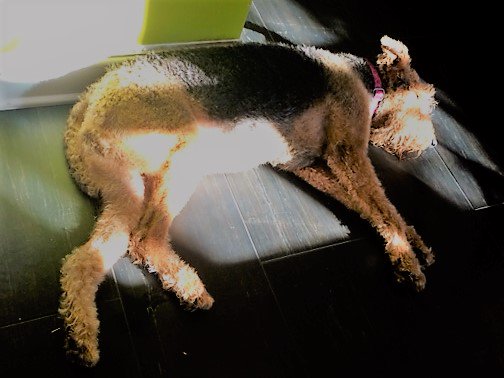 boonewrites's tweet photo. My office dog refuses to take meetings or answer phones. All she wants to do is nap in the sun. Who else has a canine office mate? #dogsatwork #dogs #cheaphelp https://t.co/jy9nhcHNJn