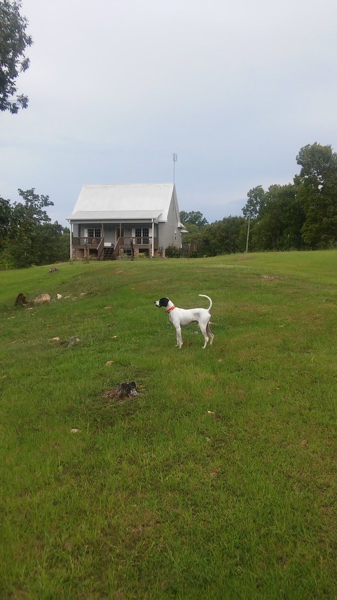 Big River Kennels (bigriverkennels) Twitter