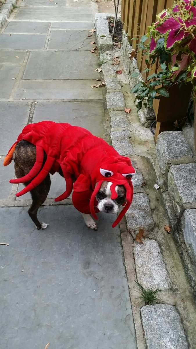 Happy Halloween!  Our app is not #scary to use.  Post and search animals for adoption with a few taps.  Download it today!