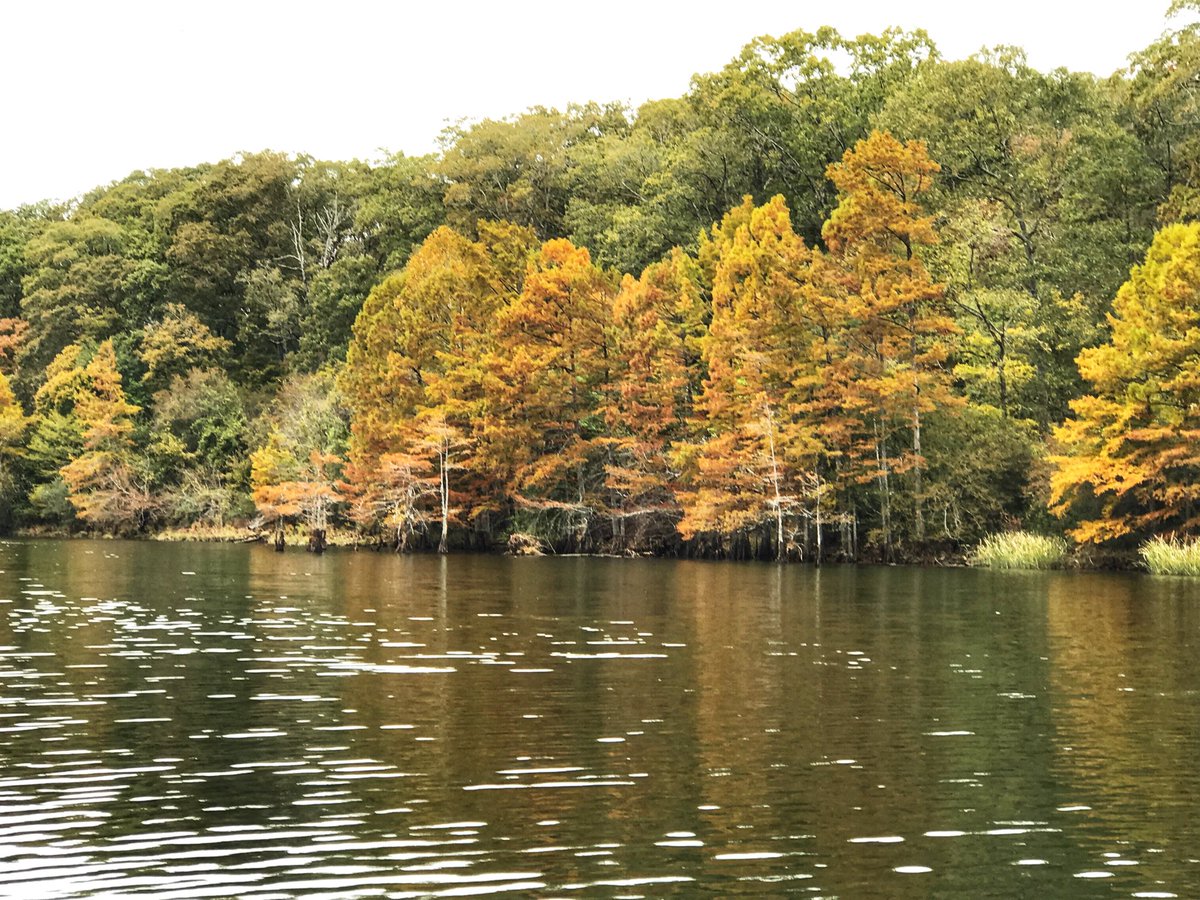 BeaversBend's tweet photo. Beavers Bend foliage update. #BrokenBow #MountainForkRiver https://t.co/4PBVpybl0l