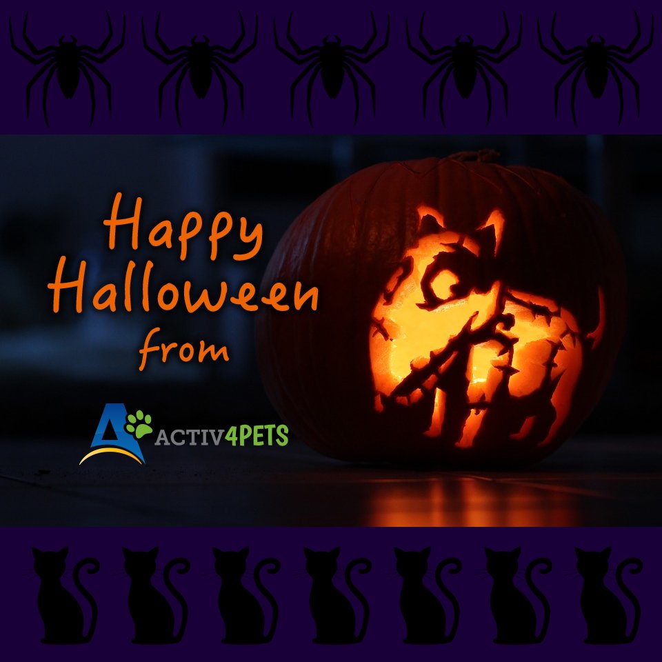 Activ4Pets's tweet photo. Happy #Halloween from the team here at Activ4Pets. Don't forget to enter our photo contest, if you haven't already! https://t.co/VY6RKhMSLa