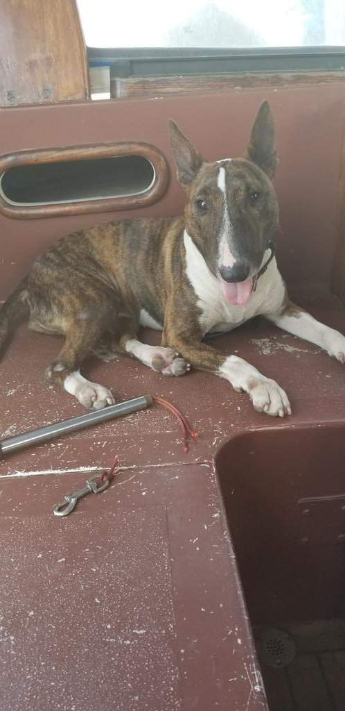 izzymedrano's tweet photo. Mama's little MENSA member ate 10-15 ft of paracord from her leash. Looking forward to pulling that out. #sharkpig #spitthatout #mylife https://t.co/6eQJMwNJ6l