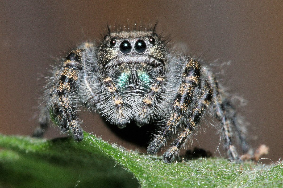 environnementca's tweet photo. Peux-tu deviner combien d’espèces d’#araignées nous avons au Canada? La réponse est ici: https://t.co/5juNVV1zZE Joyeuse #Halloween! 🕷️ https://t.co/TYX493Sv5f