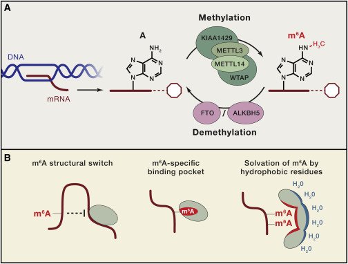 CellCellPress's tweet image. Modifications of coding & #noncoding #RNA play a key role in #gene expression regulation @cellcellpress Review:  ow.ly/TvH030ggbyy