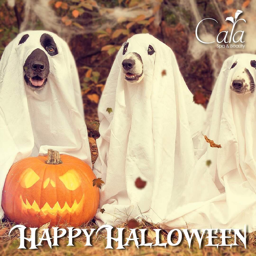 cala_spa's tweet photo. Happy Halloween #Cala_spa #dulce #truco #relax #calabaza https://t.co/2ZbssNJnVl