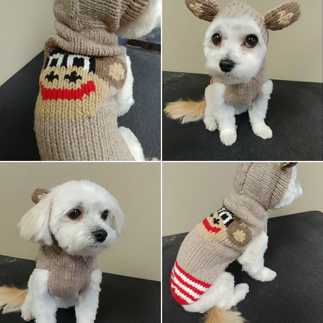 ThePawshDog's tweet photo. Turbo is a perfect model๐๐๐ฉ #maltesemodel #sweaterweather #fallmodel #winterpeg #dogs #Maltese #dog #manitoba #winnipeg #winnipegdogs https://t.co/HuboRuI97s