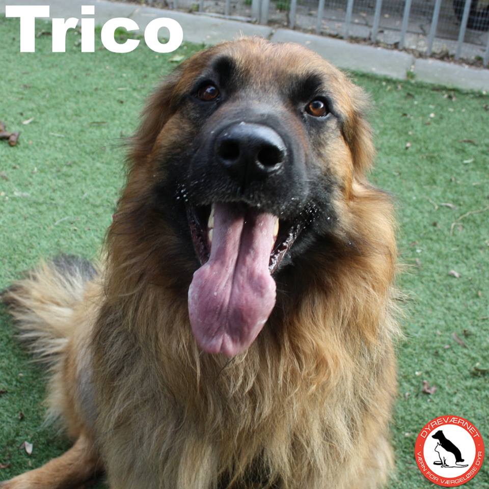 aureus2002's tweet photo. @Jack_Septic_Eye If you really want a Trico, check out this cute option 😍 (ps, Signe will probably know how to read his info) Love you <3 https://t.co/0u0Ujmh65R