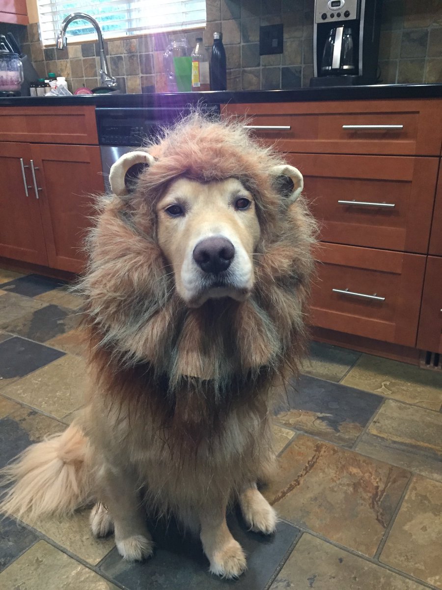 GarthPieper's tweet photo. It’s sad when my Golden outdoes me every Halloween. https://t.co/xvWVu6pSxl
