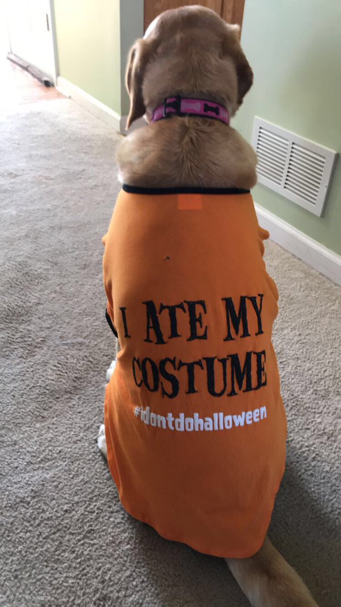michelesykora's tweet photo. So my dog really lived up to her Halloween costume today!!! #RIPmy hat https://t.co/2FOLJlozfi