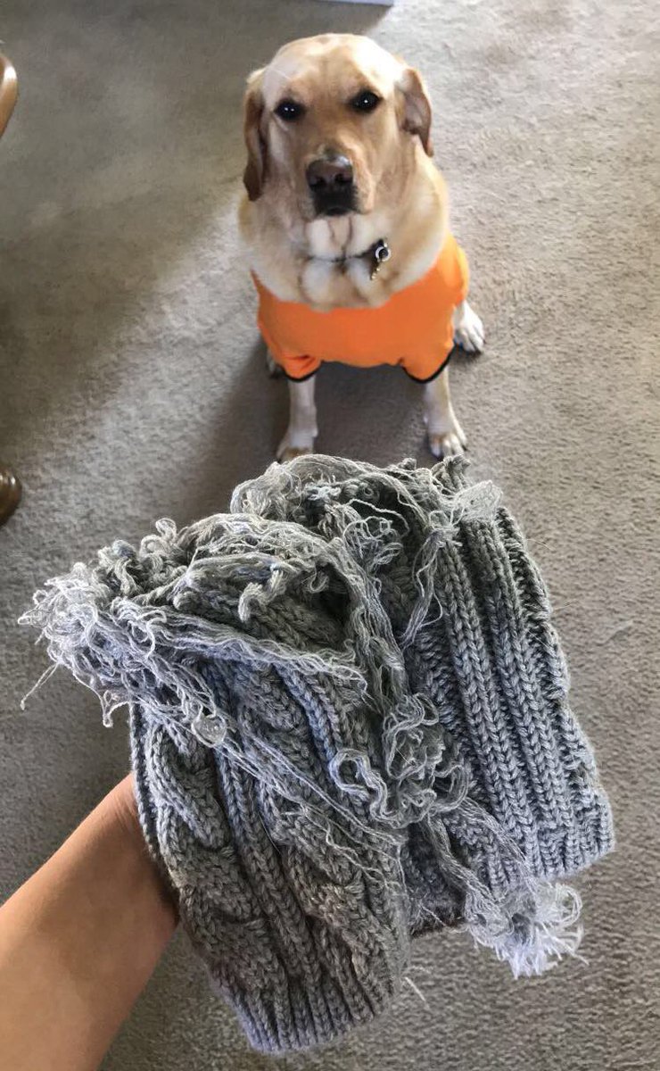 michelesykora's tweet photo. So my dog really lived up to her Halloween costume today!!! #RIPmy hat https://t.co/2FOLJlozfi