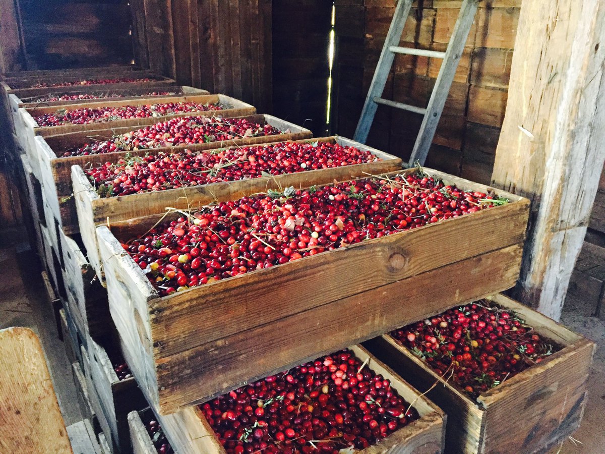 Lauren Casey (@climatecasey) on Twitter photo I'm learning a mind bog-gling amount about cranberries today with <a href="/PinesAdventures/">Pinelands Adventures</a>! Watch me try to farm at 5p & 6p on @CBSPhilly! 🍒 I'm learning a mind bog-gling amount about cranberries today with <a href="/PinesAdventures/">Pinelands Adventures</a>! Watch me try to farm at 5p & 6p on @CBSPhilly! 🍒