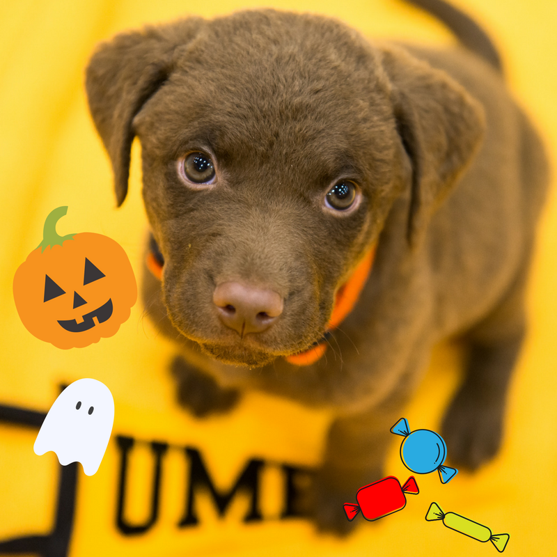 UMBC Alumni Assoc. tweet media