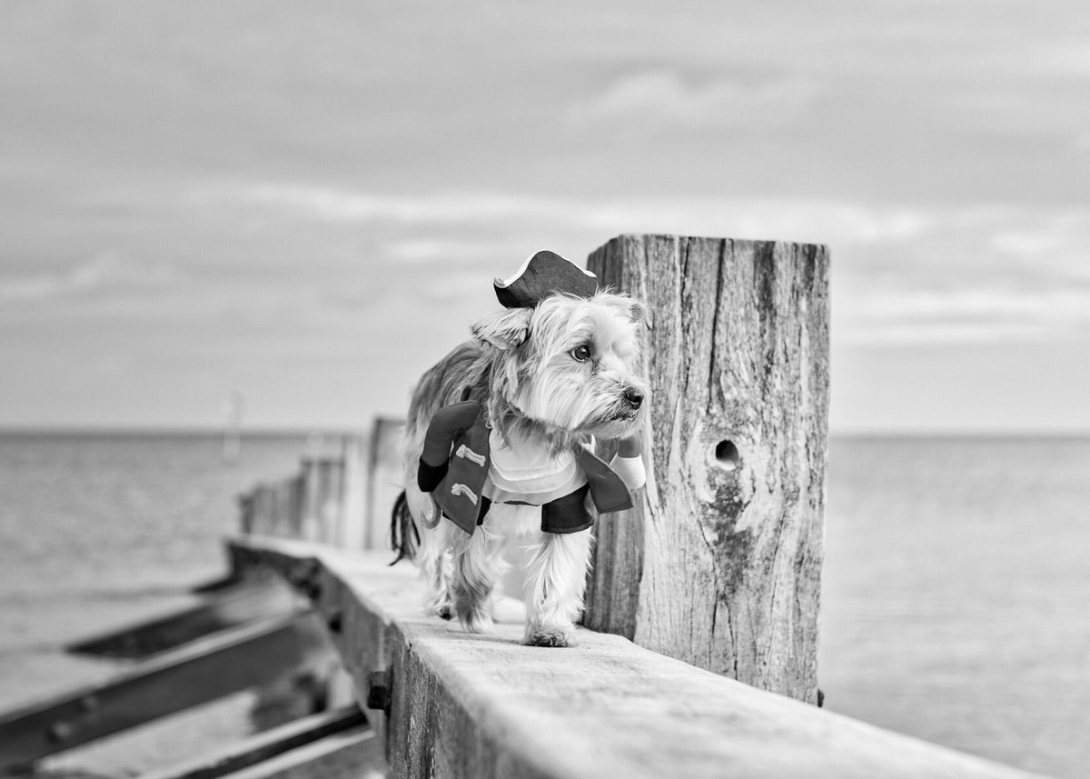 craigscottphoto's tweet photo. 🎃HAPPY HALLOWEEN🎃
#HappyHalloween2017 
#Edinburgh #kclovesdogs #dogphotographer #dogsoftwitter https://t.co/LAba59hxS4