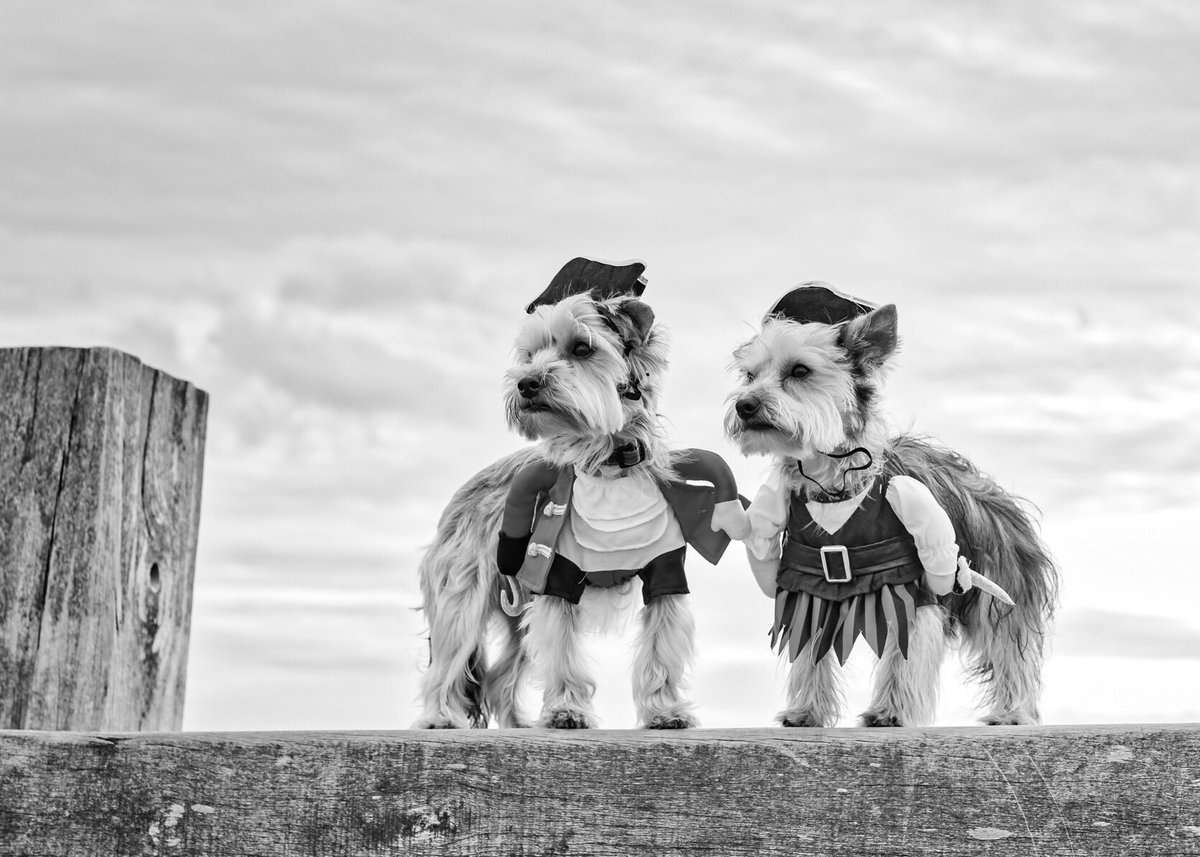 craigscottphoto's tweet photo. 🎃HAPPY HALLOWEEN🎃
#HappyHalloween2017 
#Edinburgh #kclovesdogs #dogphotographer #dogsoftwitter https://t.co/LAba59hxS4