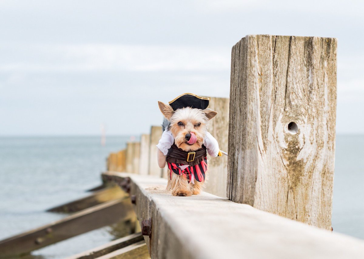 craigscottphoto's tweet photo. 🎃HAPPY HALLOWEEN🎃
#HappyHalloween2017 
#Edinburgh #kclovesdogs #dogphotographer #dogsoftwitter https://t.co/LAba59hxS4