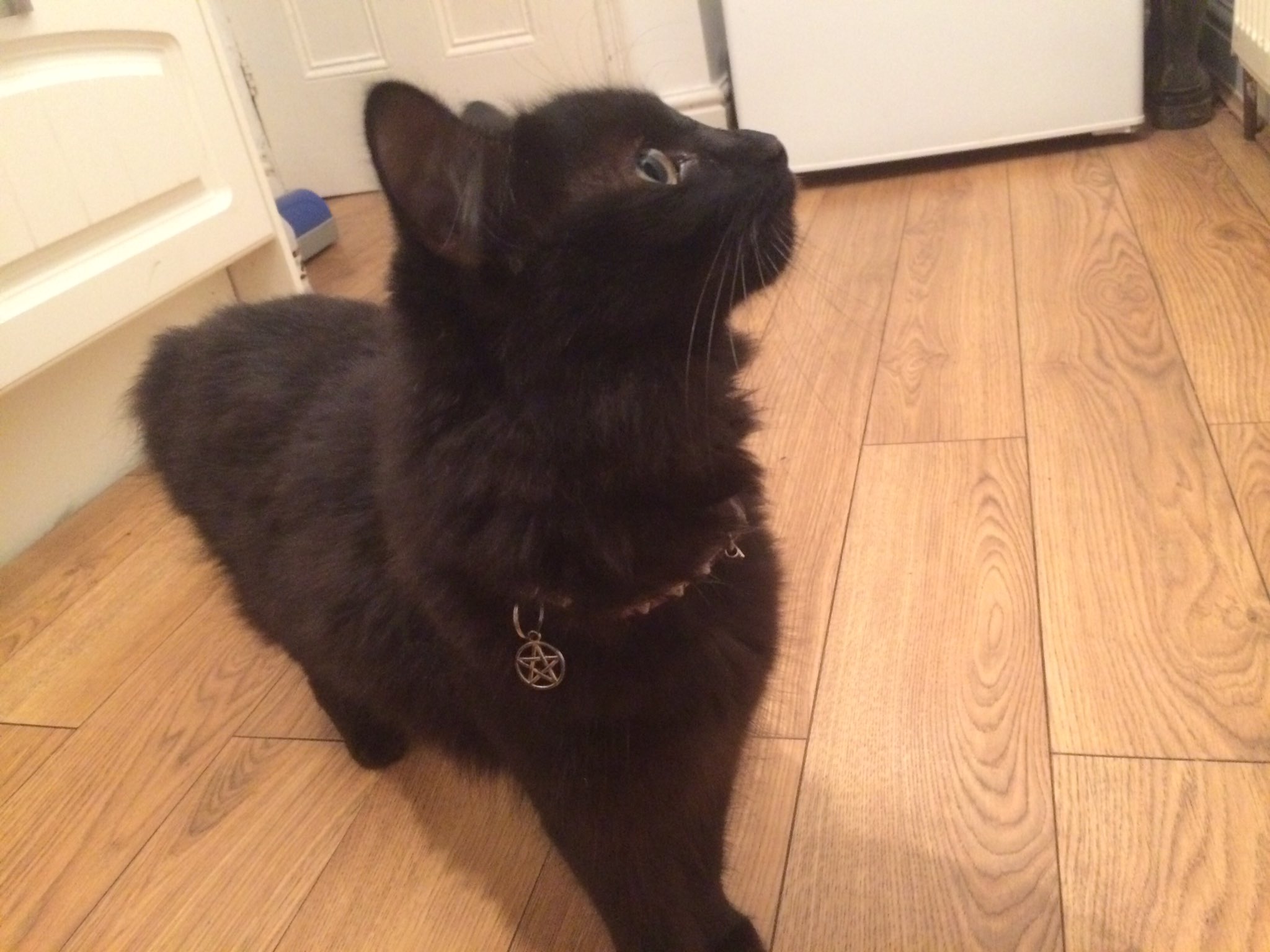 Pentagram cat collar hotsell