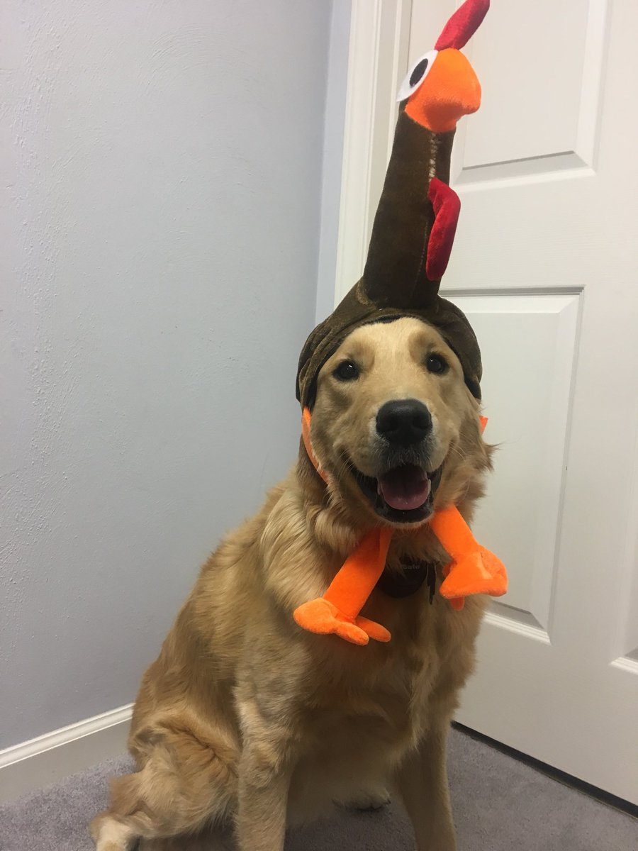 annaclairer01's tweet photo. for anyone who is having a bad day: https://t.co/MFlFm2AmES