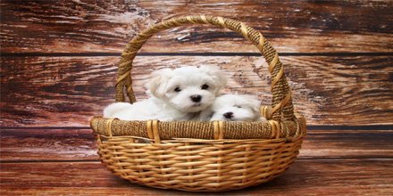 DaisyDogBlog's tweet image. Thinking about #puppybreeding. Check this out for helpful hints.... bit.ly/2pZkRpT
