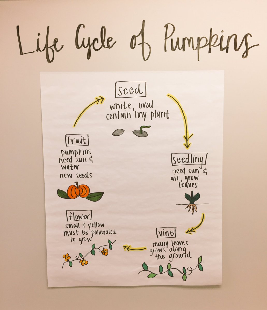MsQuinFTW's tweet photo. We've learning about the parts of plant so we got hands on today with our pumpkins. @AVEDragonStrong @ccpssteam https://t.co/oiGz2wX4Gs