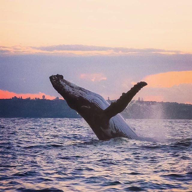 Australia's tweet photo. You'd be jumping for joy too if you got to swim in the beautiful waters of #SydneyHarbour every day (Photo: @manlyoceanadven) https://t.co/bDeX6SymMF