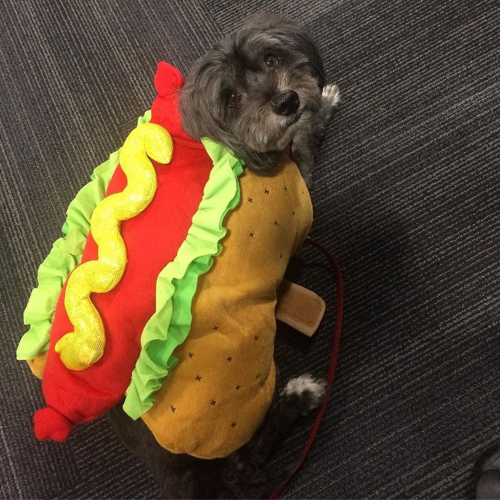 chrishei's tweet photo. It's a hot dog, not hot dog. 📷: @namandeugi // #dogsofinstagram #happyhalloween #halloween #costume #hotdog #notho… https://t.co/ADFCND6sT8 https://t.co/98tN57s0jw