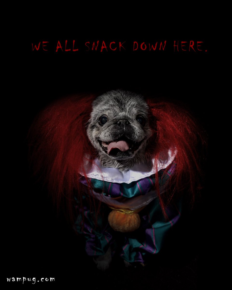 ChubbsTheWampug's tweet image. We all snack down here...Puggywise 🤡

#Halloween #Pennywise #IT