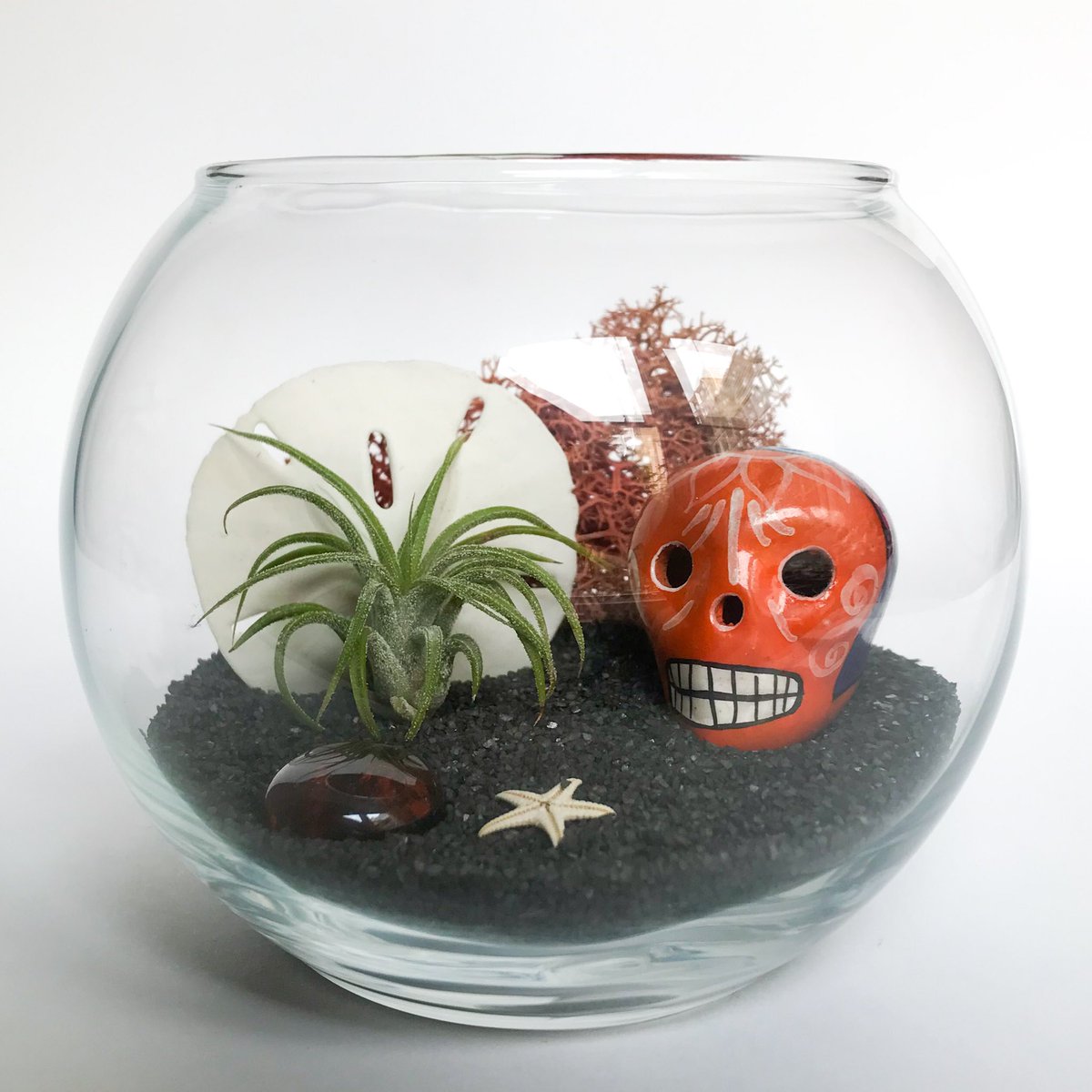 TerrariumKits's tweet photo. #NEW! The limited edition Calavera Series: La Misma Luna Terrarium Kit. Available exclusively at my Etsy shop. Link in bio. 💀 #TerrariumKits #DIY #airplant #terrarium #minigardens #homedecor #deskdecor #Etsy #shopsmall #calavera https://t.co/Dpzl3CDHP5