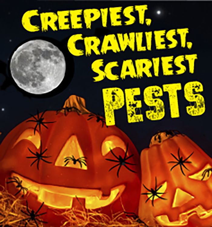 WBPest's tweet photo. Wishing you a not-so-creepy Halloween! #WBPestControl https://t.co/mm6YTBvqu1