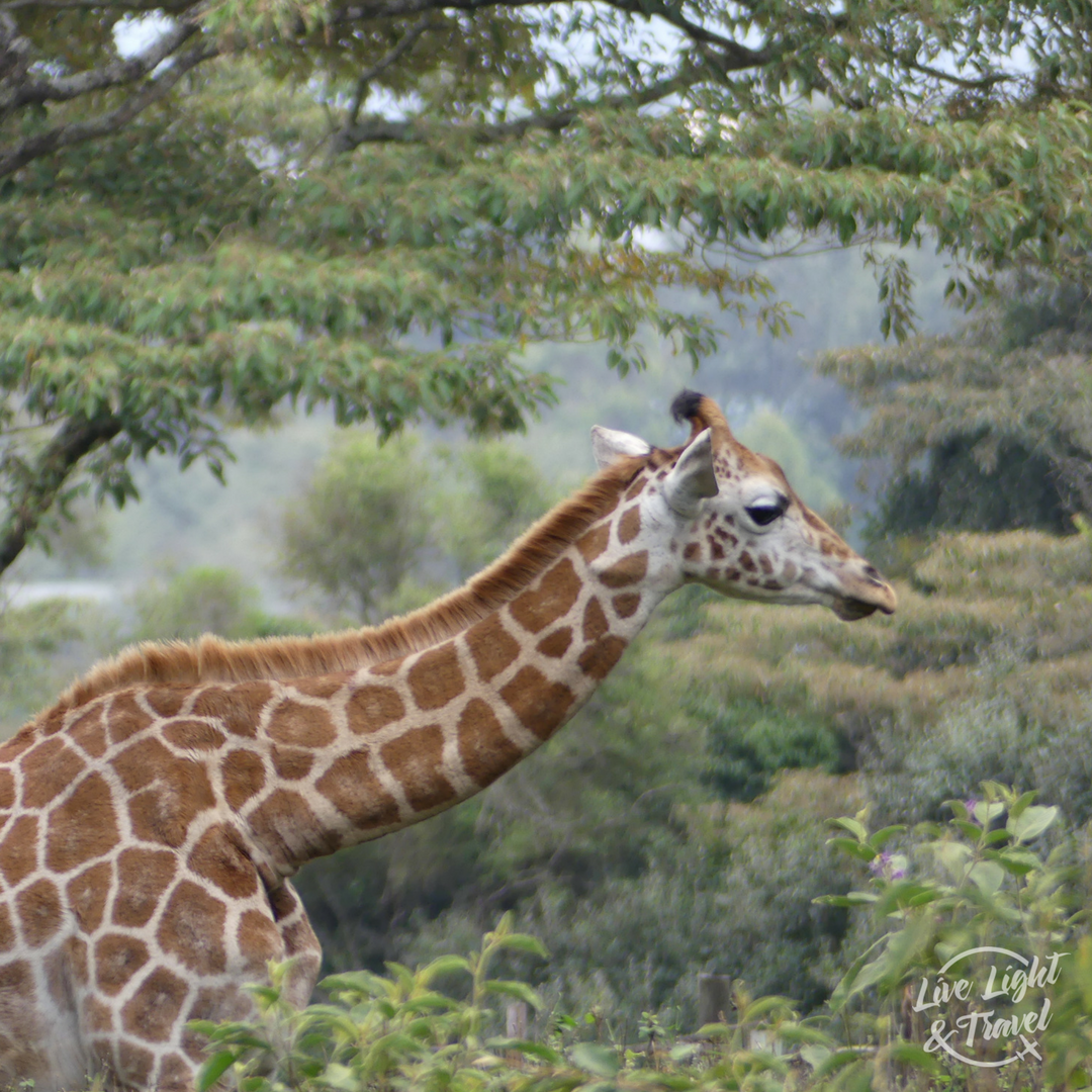 LiveLightTravel's tweet photo. Did you know that #Giraffes spend most of their lives standing up? Even when sleeping. #Serengeti #LiveLightTravel https://t.co/4IInnuyn5U