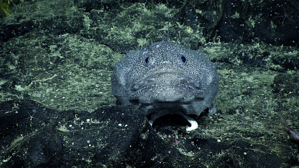 oceanexplorer's tweet photo. What better fish for #Halloween than a batfish?! These fish were common while exploring "Whaley" seamount in Pacific at a depth of 1,100 m. https://t.co/kbadf2Wrbj
