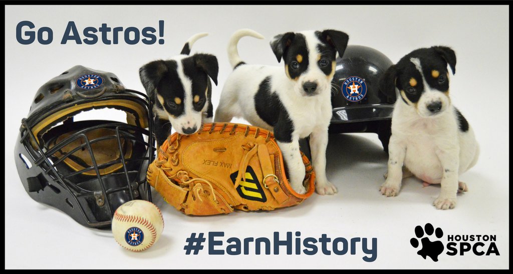 HoustonSPCA's tweet photo. @spcaLA @astros @Dodgers Thanks, we brought our own! #EarnHistory #WorldSeries #CuteBattle #Game6 #BestEquipmentManagersEver #Astros https://t.co/brWENiKc1D