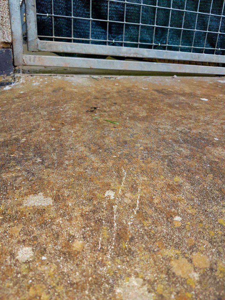 rosiedoc666's tweet photo. #findBenedict DID U SEE THEM TAKE HIM? #Worcester #Hallow #LowerBroadheath #FernhillHeath #Oddingley #Norton #Powick pls THINK ๐ญ #rescuedog https://t.co/iGVnsQ3fY7
