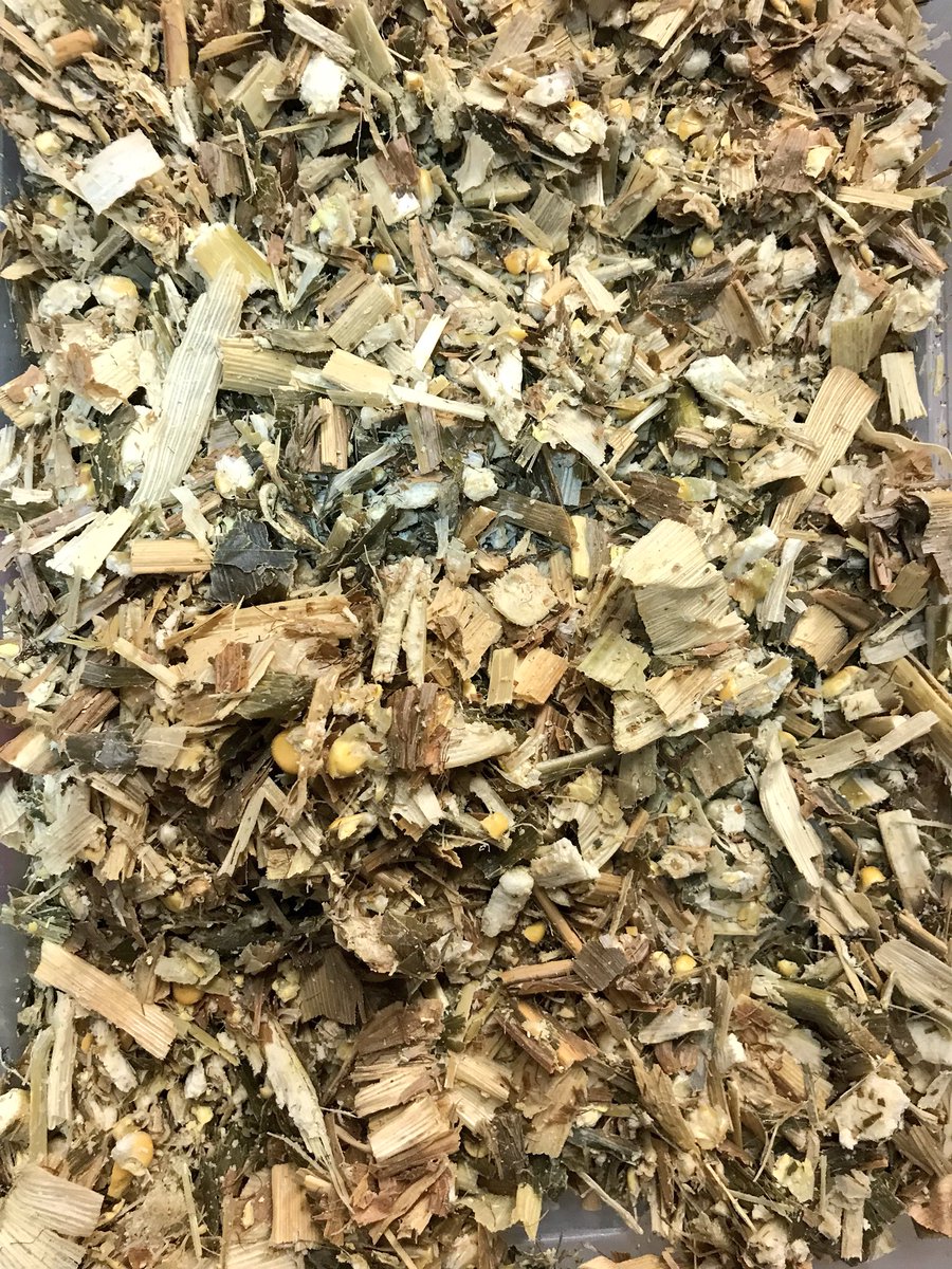 HefinR's tweet photo. Excellent kernel processing from a 10yo Claas harvester. 35% DM 32% Starch ๐ #teamdairy #Maize17 https://t.co/tj3l6IOJnt