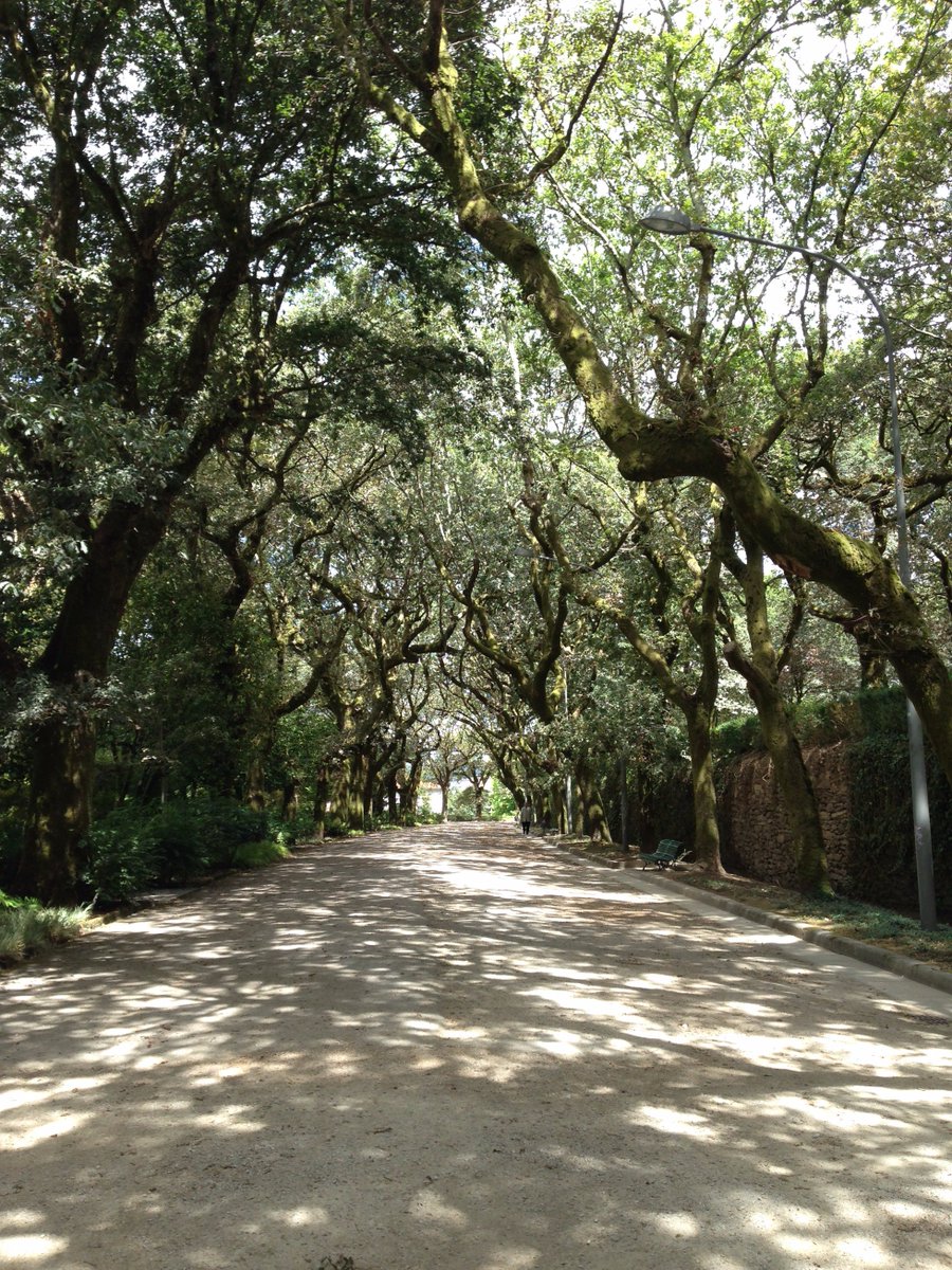 traceee427's tweet photo. Paseando por un parque en Galicia..📷🌳💙 #Galicia #Arboles #Parque #LaRisaEsBonita664 #BuenasNoches a todos! 🤗 https://t.co/ejP91wMo1v
