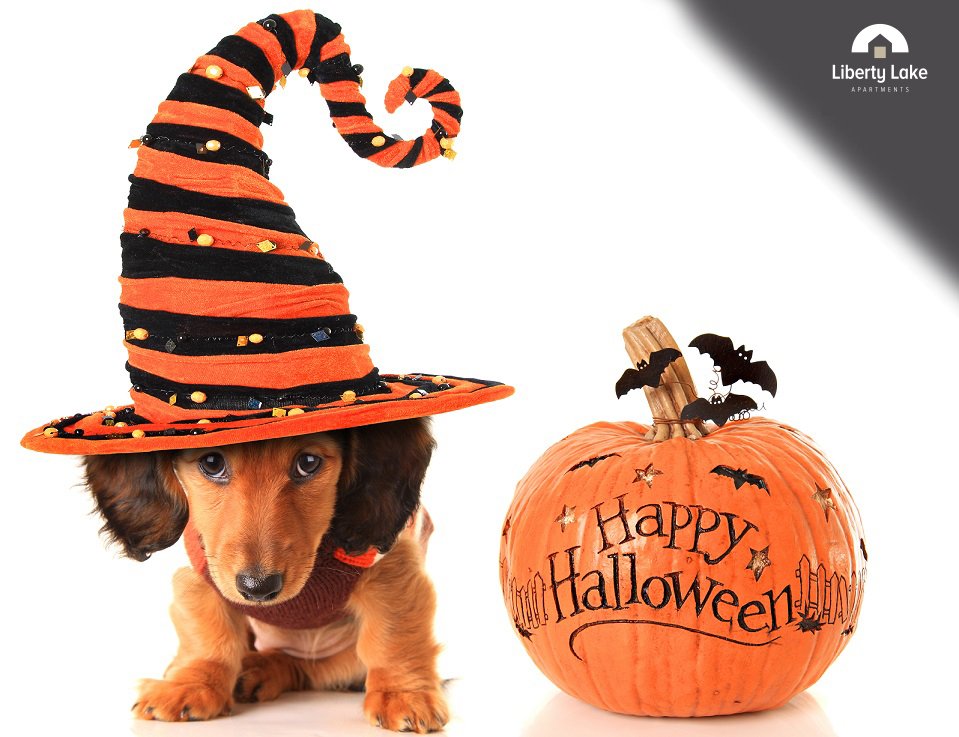 libertylakeapts's tweet photo. Please remember to watch out for the little Trick-or-Treaters tonight. We hope you have a safe &amp; happy Halloween!
#Halloween2017 #LLfun https://t.co/PABJgF7ADT