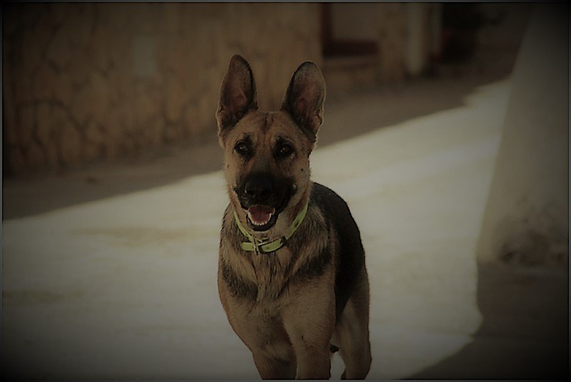 NUEVA VIDA ADOPCIONES tweet media