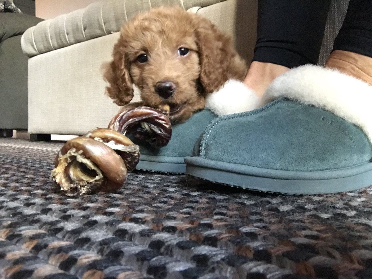 Shelly_Hebert's tweet photo. The best place to chew her bone  #llbeanslippers #llbeanmoment #llbeanpets https://t.co/e7ps8tnrkg