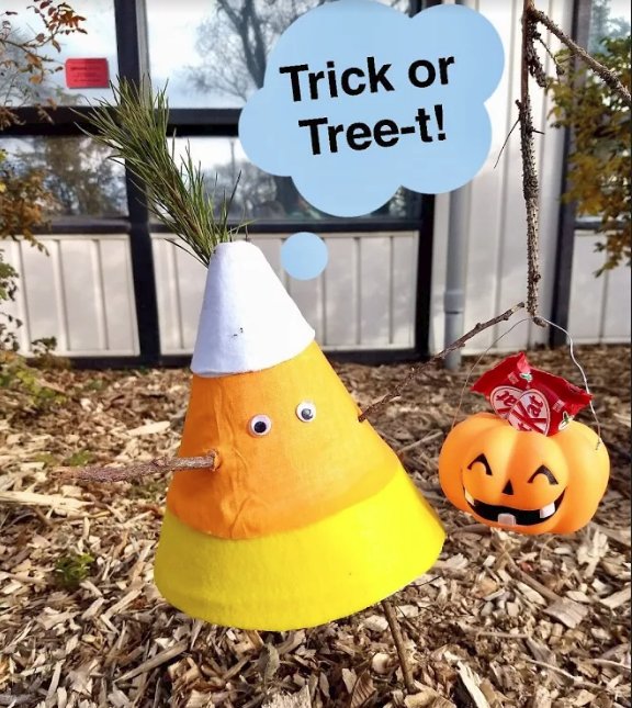 yegparks's tweet image. Trick or Tree-t? This little pine is doing fine &amp;amp; is all ready for tonight! Happy Halloween from Root for Trees! #Treerific