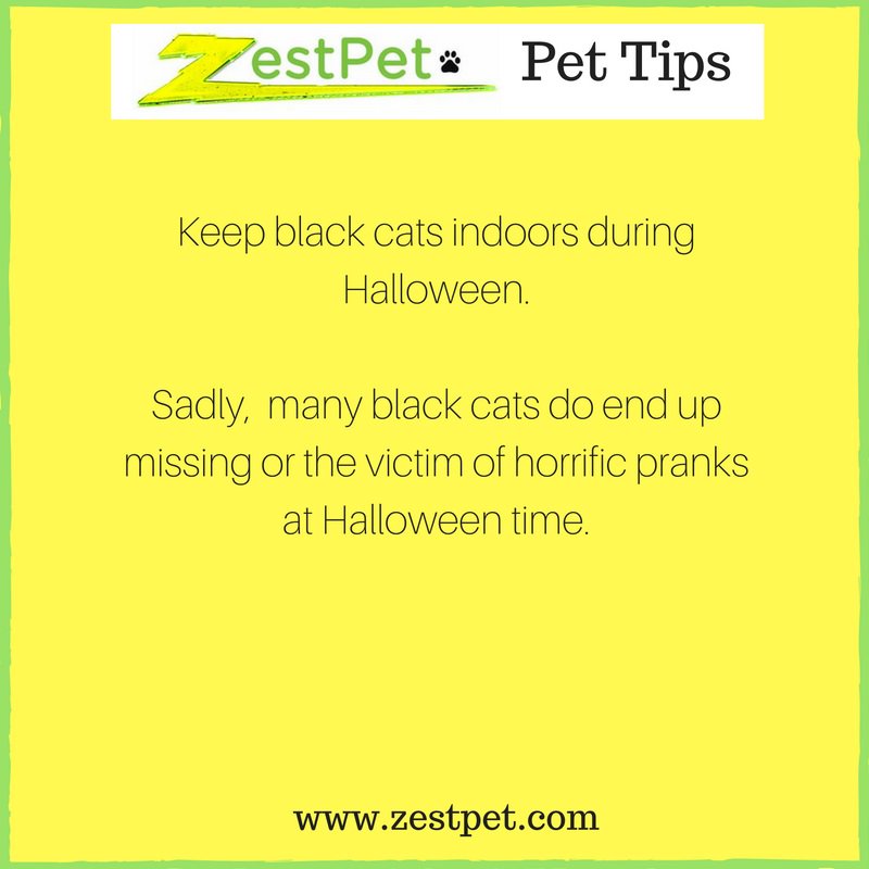 zestpet's tweet photo. #PetOwners - keep black cats safe this #Halloween #PetTips https://t.co/5aMHLAhw33