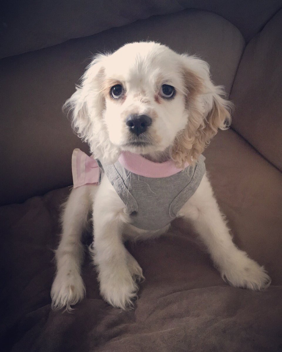 lena_jm13's tweet photo. look at my little cheerleader! 🎀🐶 https://t.co/vIwH5CCL2D
