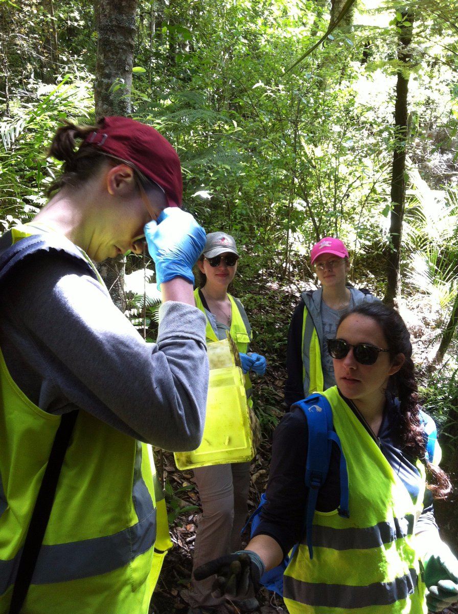 Thanks to our #volunteers at Te Matuku Peninsula on Waiheke Island, controlling rat populations so #kiwi can be safely reintroduced!