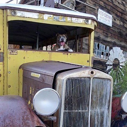 DesignatedDog's tweet photo. We're going shiping baby! #designateddog #poodles https://t.co/C3C69AFLxR