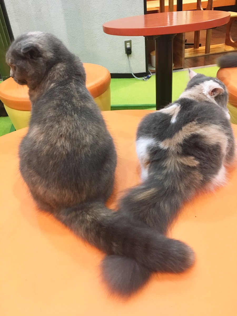 Cat Cafe 心猫 ここね しっぽを重ねて寄り添う青スコちゃんとマンチカンちゃん その姿がハートに見え ませんか むりやり笑 当店の癒しコンビです 11月1日 水 11時openです ご来店お待ちしております 心猫 ここね 猫カフェ