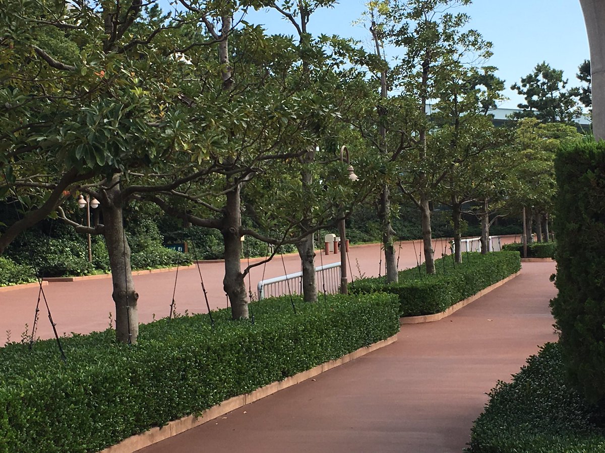 さめさん ディズニー垢 Amaretdisney Twitter さめさん ディズニー垢 Amaretdisney Twitter