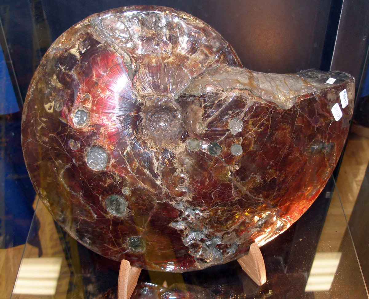 LagerstatteJohn's tweet image. Another iridescent ammonite from the Bearpaw Shale, this one with bite marks !  Tucson Show 2007.  @CanadaFossils #ammonites