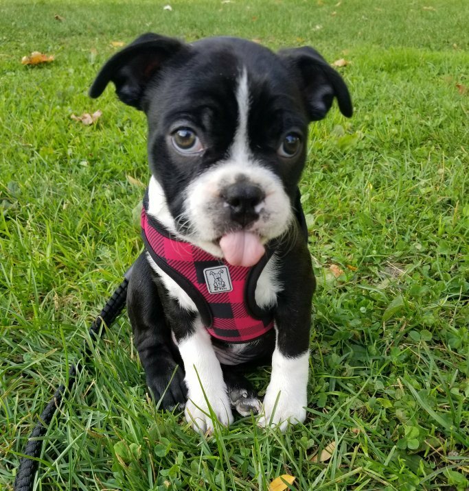 AntoineBecks's tweet photo. "Halloween costume??  I don't need no Halloween costume, I'm a puppy that looks like a skunk!"  - Ninja https://t.co/nccLTDQ0wq